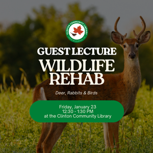 Guest Lecture: Wildl